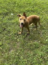 adoptable Dog in  named Cleopatra