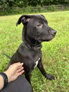 adoptable Dog in  named Selena