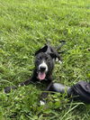 adoptable Dog in  named Blue Ivy