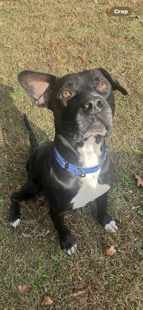 picture of the dog needing adoption