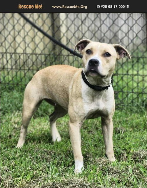ANAIS - Pit Bull Terrier available for adoption