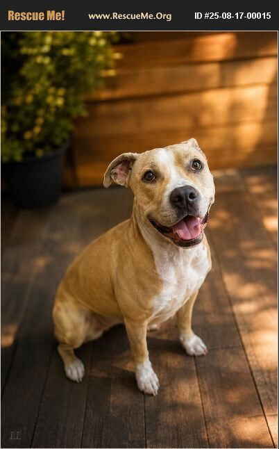 picture of the dog needing adoption