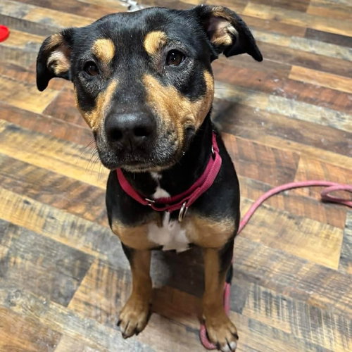 Macy, an adoptable Rottweiler in Benton, PA
