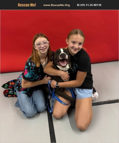 picture of the dog needing adoption