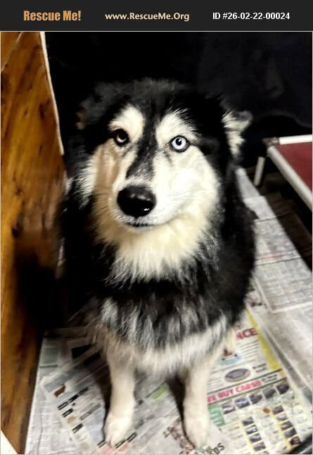 Siku