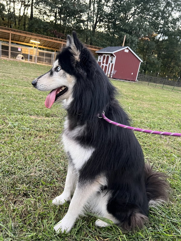 Siku
