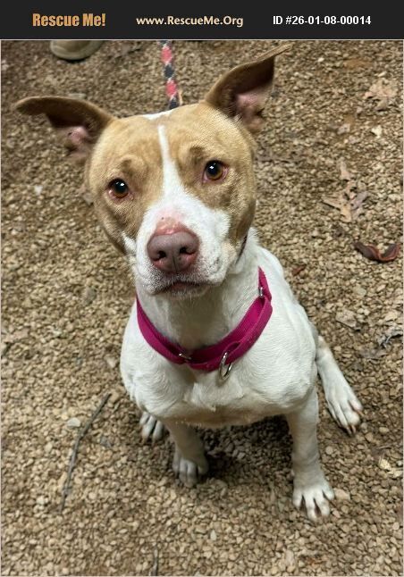 Pancake, an adoptable Pit Bull Terrier in Benton, PA