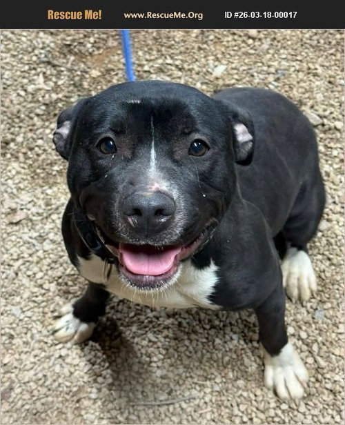 Cela, an adoptable Bull Terrier in Benton, PA