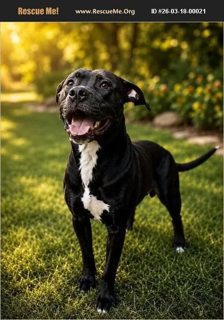 Odin - Labrador Retriever