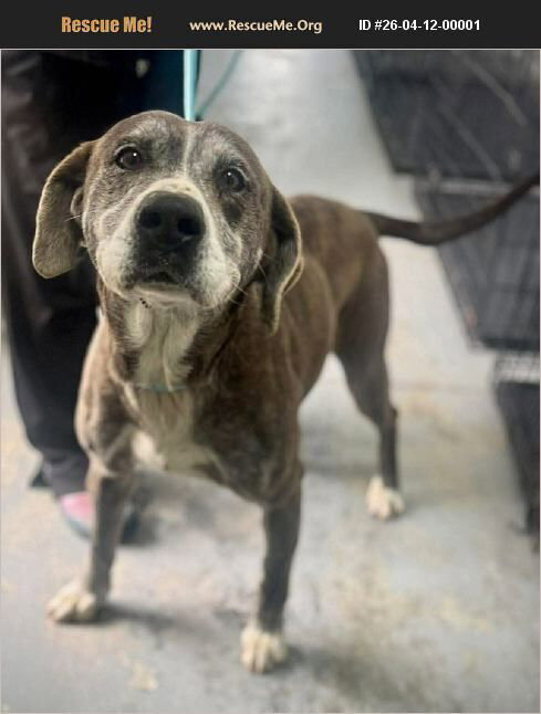 Chad, an adoptable Bluetick Coonhound in Benton, PA