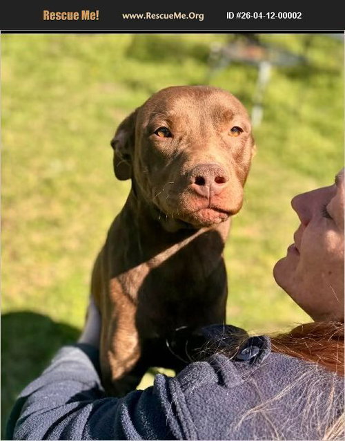 Rabbit, an adoptable Pit Bull Terrier in Benton, PA