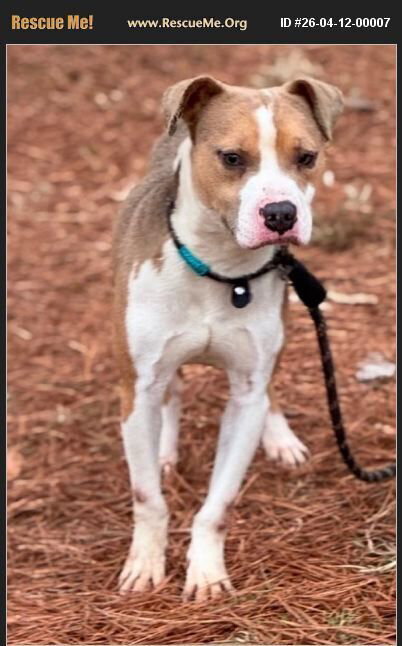 Eli, an adoptable Boxer in Benton, PA