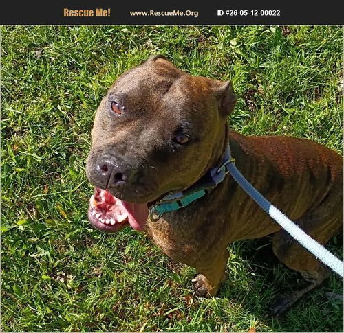 Bowie, an adoptable Pit Bull Terrier in Benton, PA
