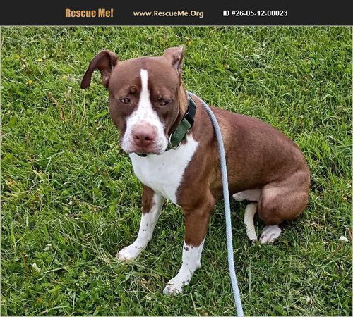Marco, an adoptable Pit Bull Terrier in Benton, PA
