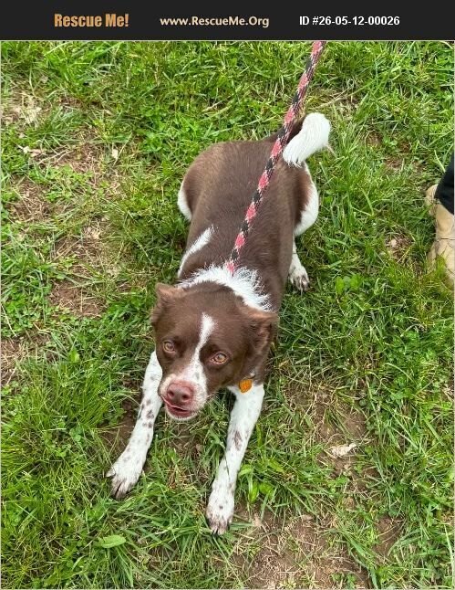 Bo, an adoptable Chihuahua in Benton, PA