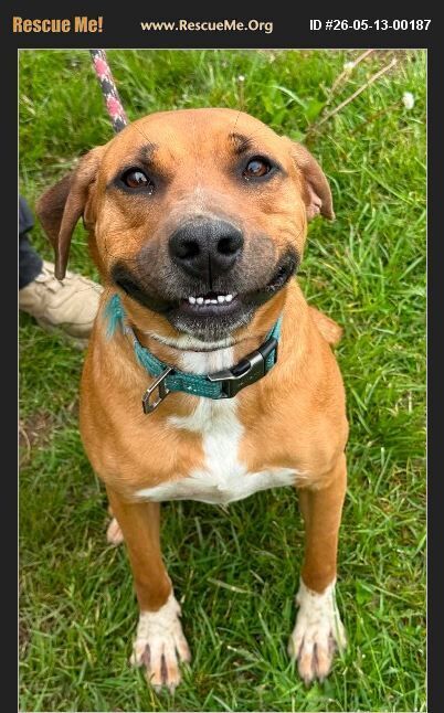 Jameson, an adoptable Labrador Retriever in Benton, PA