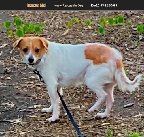 Thunder, an adoptable Chihuahua in Benton, PA