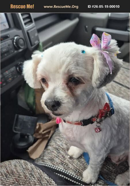 Dottie, an adoptable Shih Tzu in Benton, PA