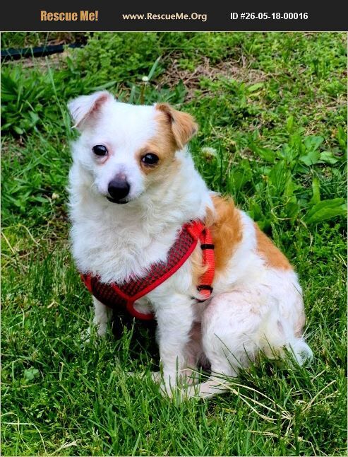Chuckles, an adoptable Chihuahua in Benton, PA