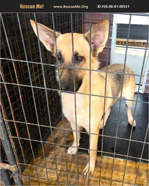 Kaylie, an adoptable German Shepherd Dog in Benton, PA