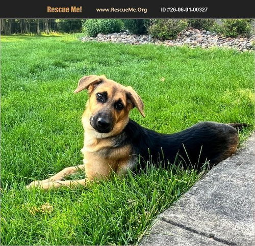 Kelly, an adoptable German Shepherd Dog in Benton, PA