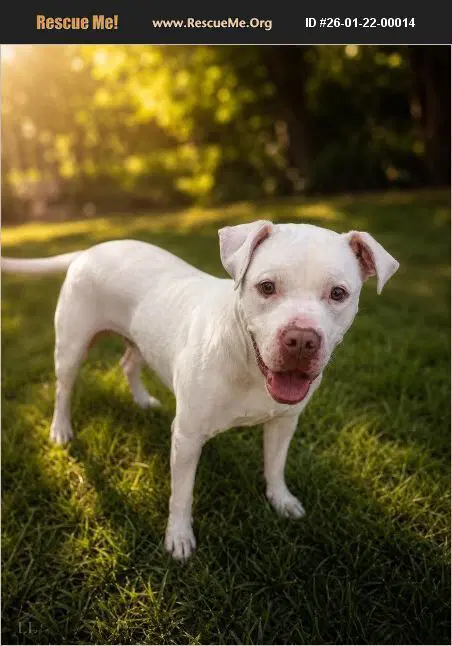 Lacey - Bull Terrier