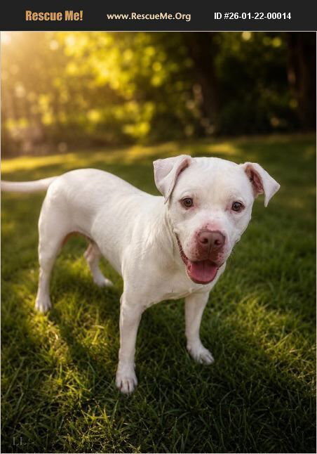 picture of the dog needing adoption