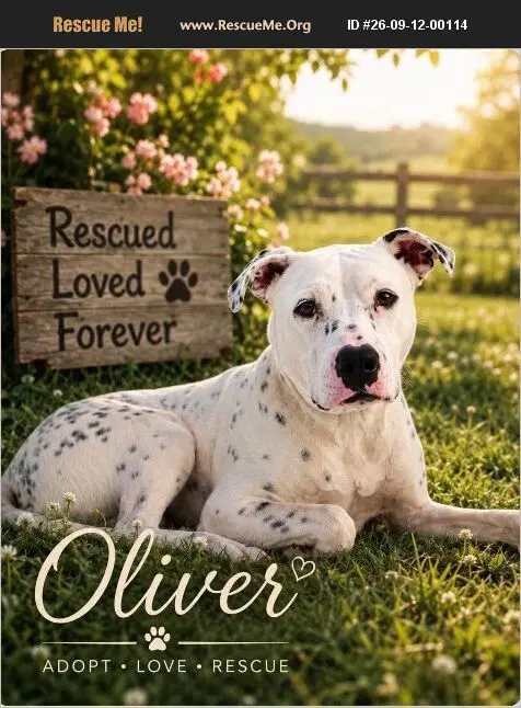 Oliver - Dalmatian