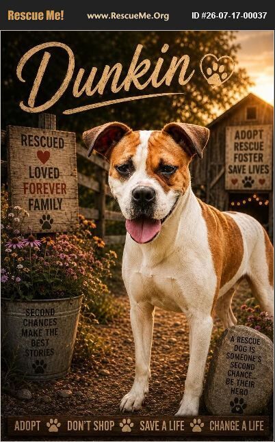 Dunkin, a dog for adoption from Rescue Pets Serving Vets, Inc