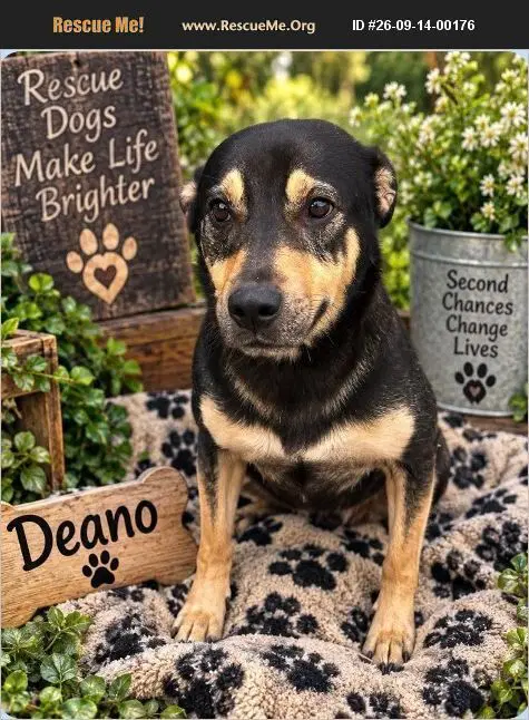 Deano - German Shepherd Dog