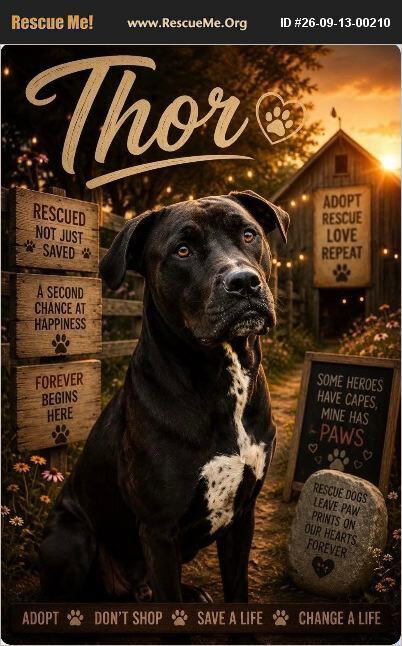 Thor, Labrador Retriever