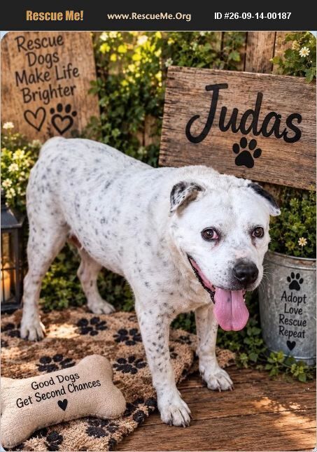 Judas, American Staffordshire Terrier