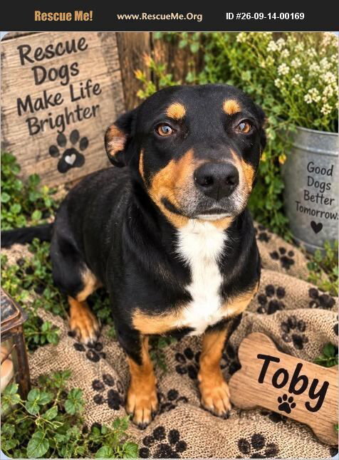 Toby, a dog for adoption from Rescue Pets Serving Vets, Inc