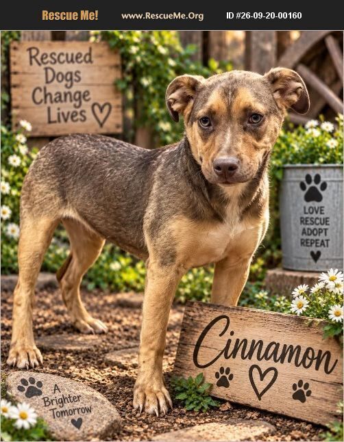 Cinnamon, German Shepherd Dog