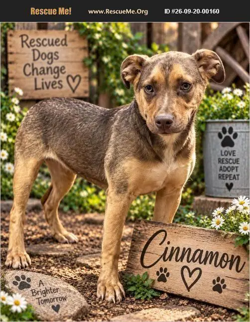 Cinnamon - German Shepherd Dog