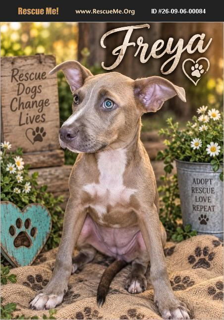 Freya, a dog for adoption from Rescue Pets Serving Vets, Inc