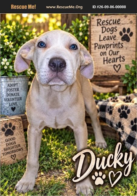 Ducky, a dog for adoption from Rescue Pets Serving Vets, Inc