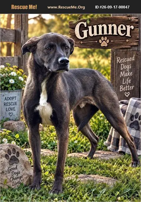 Gunner - Labrador Retriever