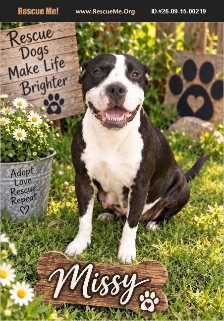 Missy, American Staffordshire Terrier