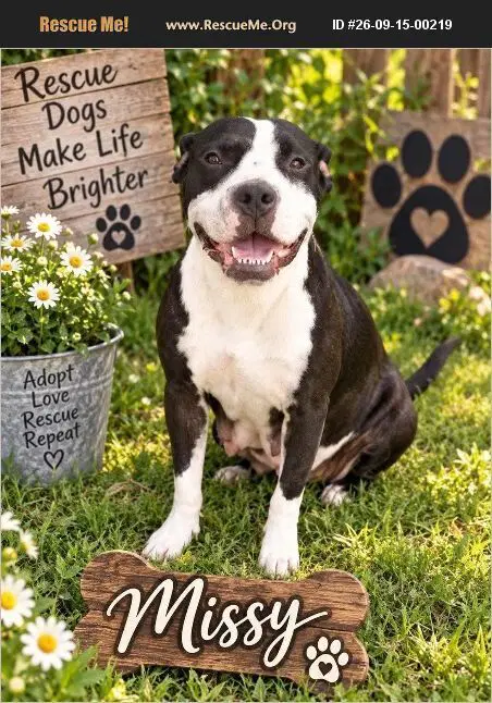 Missy - American Staffordshire Terrier