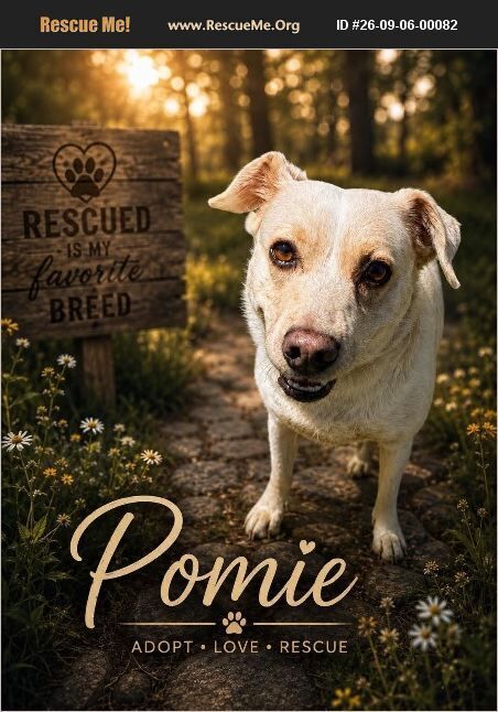 Pomie, a dog for adoption from Rescue Pets Serving Vets, Inc