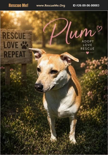 Plum, Labrador Retriever