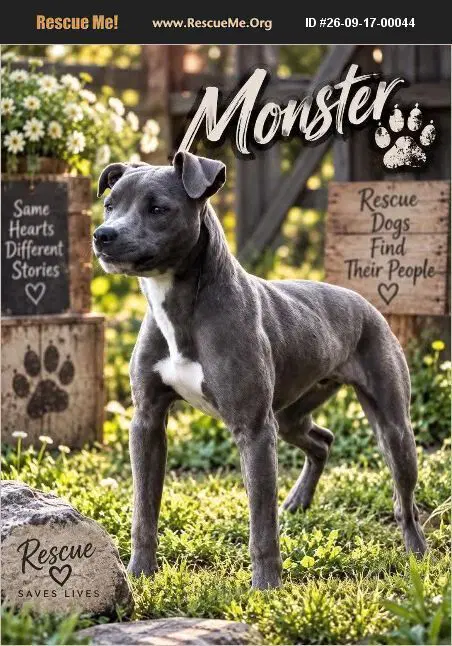 Monster - American Pit Bull Terrier