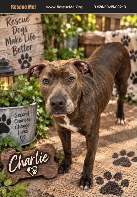 Charlie, Pit Bull Terrier