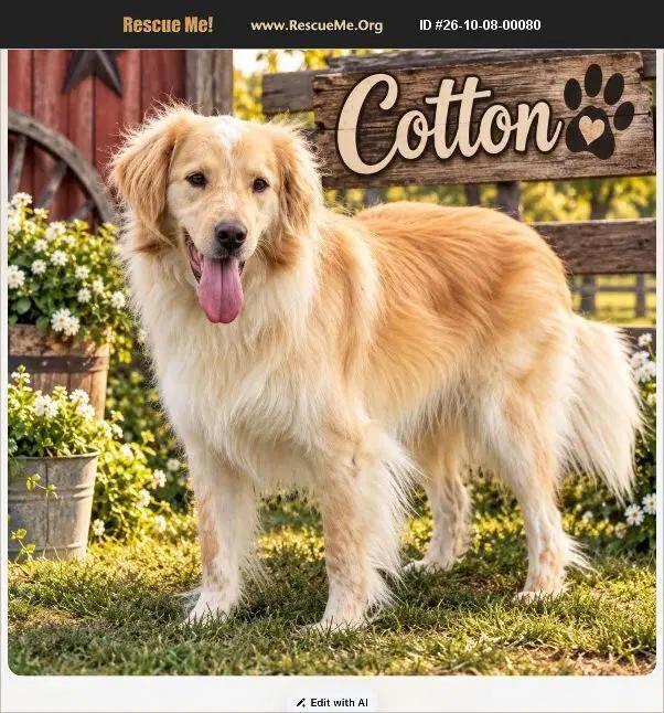 Cotton - Great Pyrenees