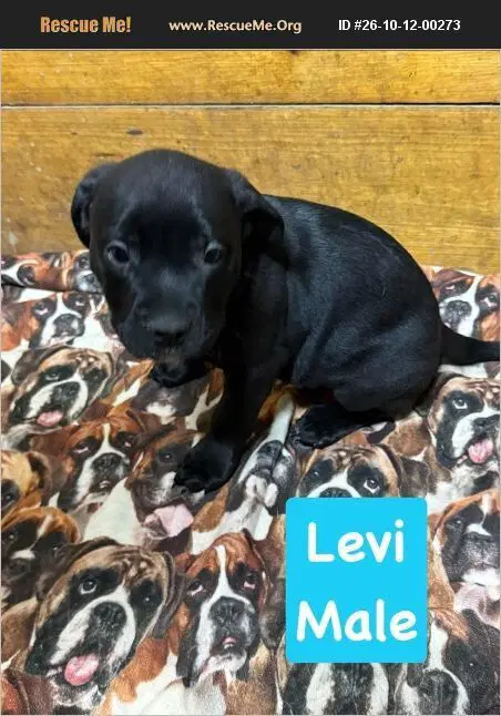 Levi - American Pit Bull Terrier