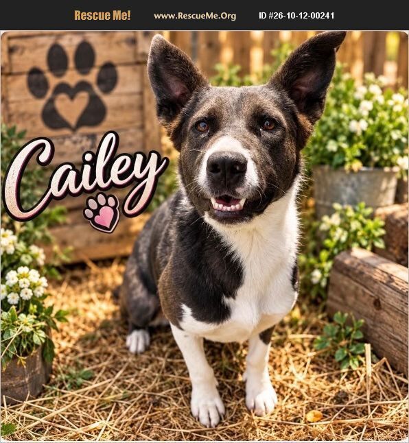 Cailey