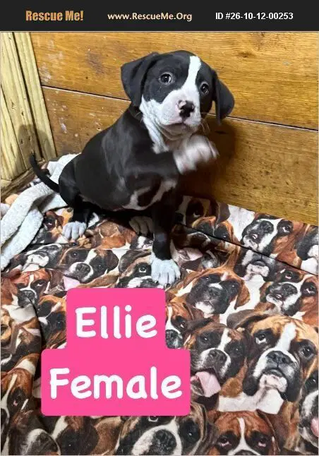 Ellie - American Pit Bull Terrier