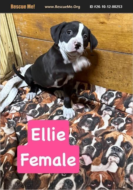 Ellie