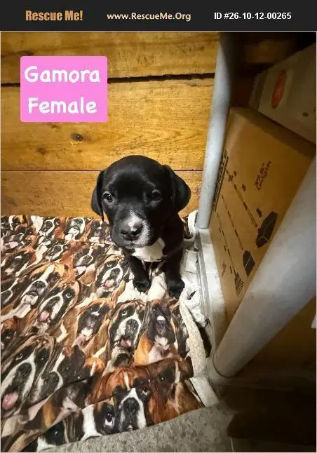 Gamora - American Pit Bull Terrier